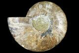 Cut Ammonite Fossil (Half) - Agatized #121492-1